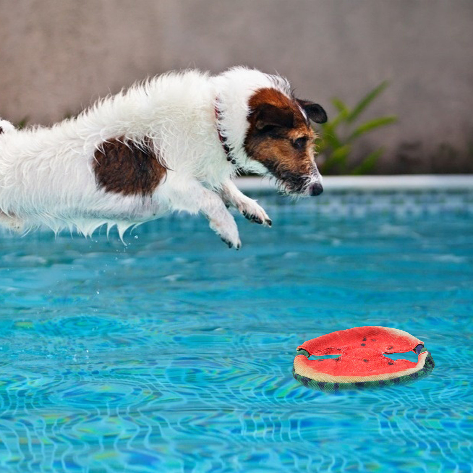 Disco voador para cães, com de - Flying Disc Dog Training Toy avaliação e preço