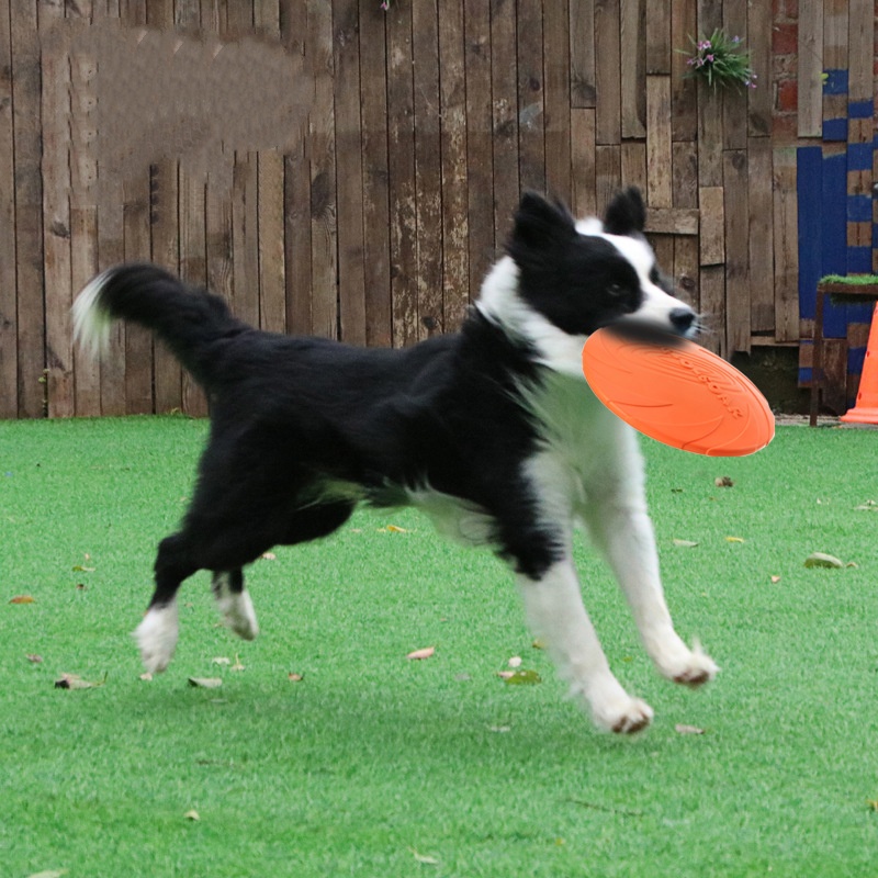 Brinquedo interativo de disco  - Indestructible Dog Chew Toy avaliação e preço